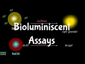 Bioluminiscent Assays | ATP Bioluminiscent Assays | Bioluminiscent Assays For Cell Viability |