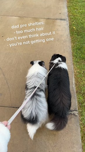 Adorable Sheltie Puppy Gets Cute Nicknames from Dad