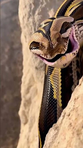 The Python Survived the Eagle… But Not What Came Next