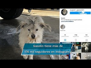Gasolín, el perrito que trabaja en una gasolinera