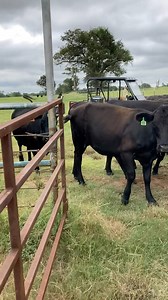 Calling in the cows today so we can sort and wean calves. #texasrancher #cowcall #callingcows #cows #ranching #cattle #cattlerancher #cattleranch #animals #farming #viralvideosFacebook #happyfriday | Texas Rancher