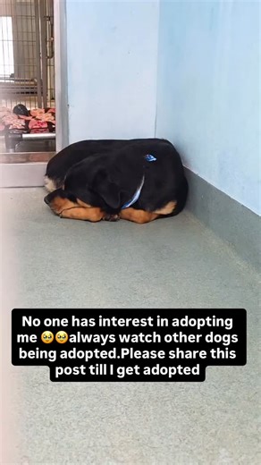 Oso is only one year old, and he didn’t come in as a stray—he was owner surrendered. Somehow, despite that loss, he still greeted me with nothing but gentleness. When I visited on Christmas Eve, he calmly walked up to the front of his kennel, no jumping, no frantic energy—just quiet hope in his eyes. He took treats from my hand so softly, like he didn’t want to do anything wrong. Sweet, docile, and polite in a place that is anything but easy on a young dog. Right now, Oso is battling an upper re