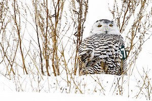 Ask the Master Naturalist: Minnesota hosts a variety of owls — both native and visitors alike