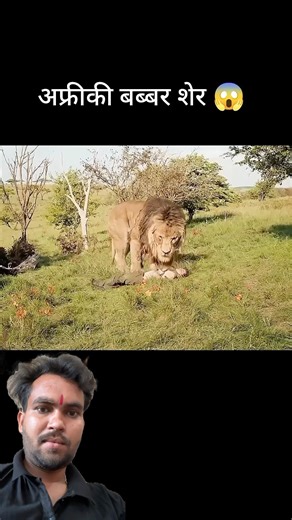 african barbarian lion 😳