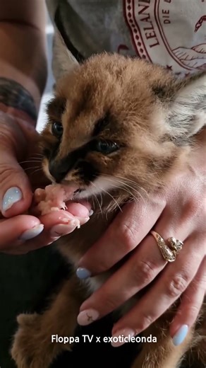Baby Floppa is Eating Meat #caracal