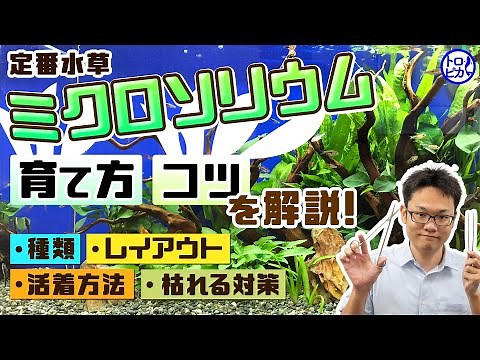 【超定番】ミクロソリウムの育て方！種類やレイアウト、活着方法、枯れる対策も！