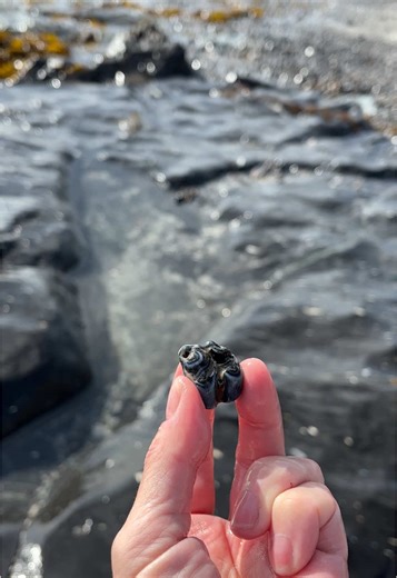 Equus Occidentalis: Prehistoric Horse Fossils in California