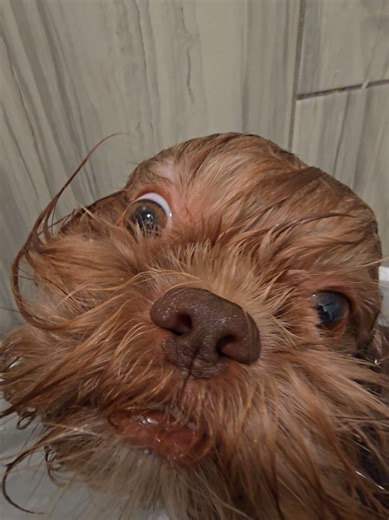 Essential Bathing Tips for Your Dog