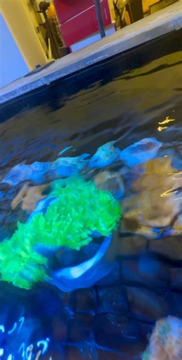 Banana Torch. | Derek's