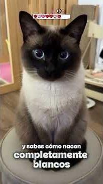 Why do Siamese cats change color in the cold? 😱🐱 #funfacts #cats