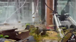 The Sparkling Pygmy Gourami, scientifically known as Trichopsis pumila, enchants with its vibrant hues of iridescent blue and orange. This petite labyrinth fish, native to Southeast Asia, thrives in lush, planted aquariums. Its peaceful demeanor and intricate fin displays make it a gem in the aquatic world.  #AquaticElegance #PygmyGourami | Pet Zone Tropical Fish, San Diego, California | Facebook