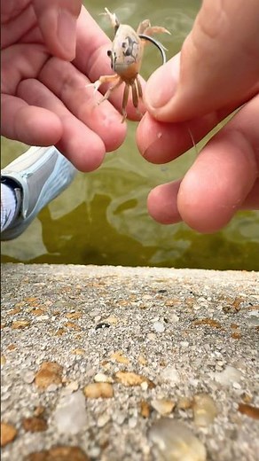 Live Bait Fiddler Crabs! #Pro Tips