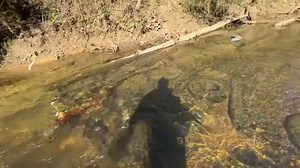 Found treasure - creek bank reveals old bottles & tire pollution!