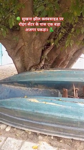 Python caught at Sukhna Lake Club rowing center #snake #python #animals #viral