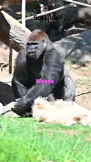 Mountain Gorilla: The Gentle Giants of the Wild 🦍#wilddiscoveryhindi #ytshorts #facts #animals