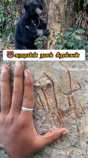𝐀𝐡𝐚𝐦𝐞𝐝 𝐉𝐞𝐫𝐢𝐭𝐡🍃 on Instagram: "🐻கரடியின் நகக் கீறல்கள் 😶‍🌫️ || Sloth bear scratch marks 🐻 #jerith #forest #nature #wildlifereels #wildlife #naturelovers #viral #wildlifeaddicts #green #trending #bear #slothbear #slothbear🐻 #bbctamil #vikatan #motoedge50fusion #motorola #tamilwildlife"