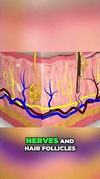 The Skin & Hair: Layers, Functions, and What You Need to Know #shorts