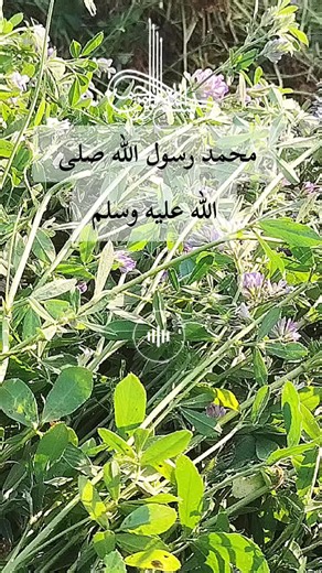 محمد رسول الله صلى الله عليه وسلم — ذكر وعبادة وتبرك