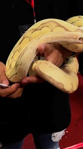 128K views · 1.1K reactions | Ball python terbaik naek kontes nih Ketua  | Panji Petualang | Facebook