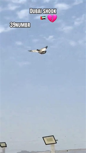Beutiful High flyer pigeons landing