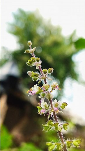 try Pro Mode Secret Trick for SHARP Macro Shots #creativeideas #tutorial #mobilephotography #shorts