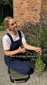 15K views · 204 reactions | How to prune lavender | Petals & Roots: Episode 28 Lavender is one of our favorite garden plants but if not properly pruned then it will need replacing after a couple of years, so follow these tips to keep yours in top condition. | Homes & Gardens Magazine | Facebook