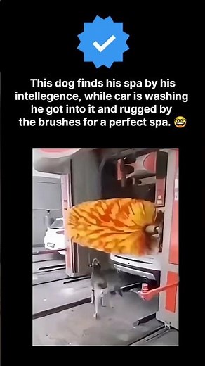 Dog intelligent step. 😎