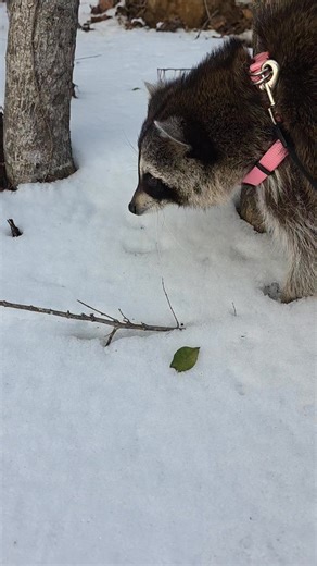 Lolly Raccoon on Instagram: "It wasn't as cold today, so Lolly stayed out in the snow longer. Sniffing around, smelling the other wildlife in the area, digging & playing in the snow. But she was glad to come in for her shower and warm up. She wanted to just stay in there and relax afterwards too🤣. But after she got out and had dinner, it was time for massages & scratches in my lap until she went to sleep😊😊😊 #Lollyraccoon #raccoons #funnypets #cuteanimals #pets #mapache #raccoon #petraccoons