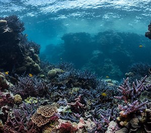Tanna Scuba Diving Resorts | Vanuatu Volcanic Island, Diving Tanna