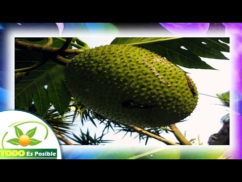El Arbol del pan propiedades fruta de pan, para que sirve el arbol de pan