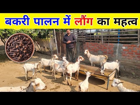 Importance of cloves in goat rearing | Benefits of cloves in goat farming | Desi Ilaj