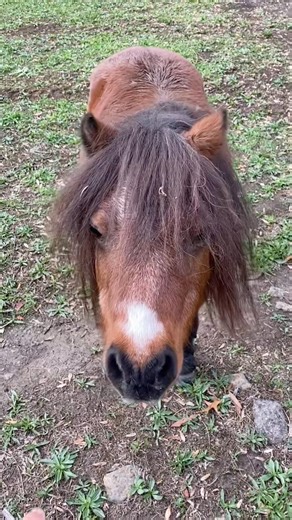 Theses two beautiful creatures giving a good #vibes #pony #miniature #horse