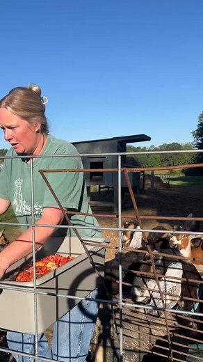 A pig is the OG recycling bin #pigs #bacon #pigfood #recycle #waste | Julia Andersen