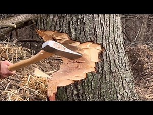 Chopping Down A Tree With My New Axe From Harbor Freight/ Pittsburgh- Is It Any Good?