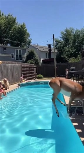 156K views · 742 reactions | When you're not invited to the pool party but decide to crash it anyway! #Wildlife #Animals #Funny | Animals United | Facebook