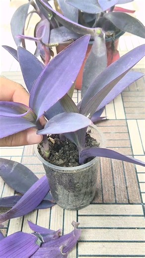 🌱How To Grow Purple Heart Plant From Cuttings 💜 । purple heart plate lagane ka tarika । #gardening