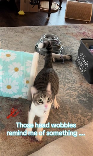 The Adorable Wobbles of Daisy Mae the Cat