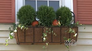 Pretty Pumpkin Window Boxes