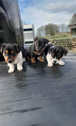 dolcissimi e piccolissimi cuccioli jack russel per adozione