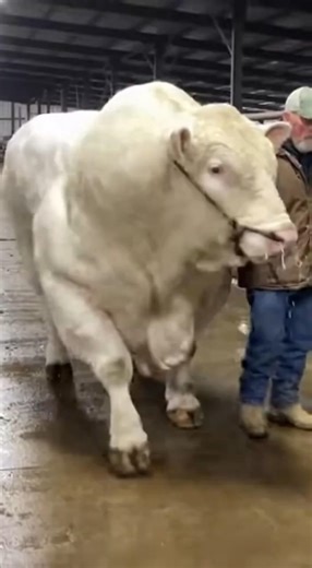 This Bull Is Huge And Angry… Farmer Doesn’t Flinch
