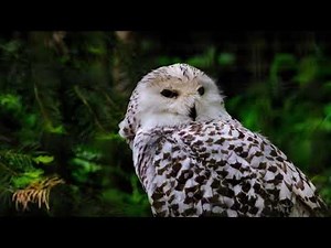 Owl turning his head in 360 degree !