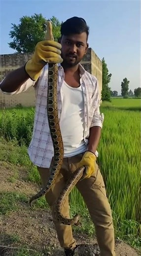 Cobra Snake Rescue 4