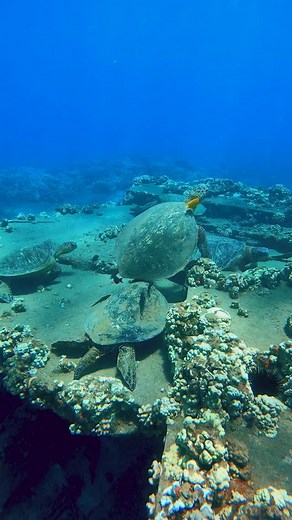 Enjoy yourself! It’s Turtle Tuesday 🐢🐢 | The Snorkel Store