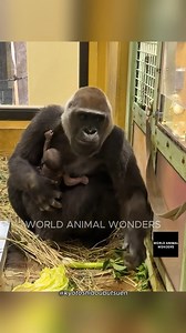 The Momotaro family had a delicious day with donated persimmons! 🦍🍊 Kintaro had his own playtime while Genki enjoyed extra treats from the zoo staff. More updates soon. | World Animal Wonders
