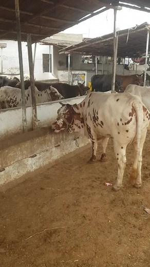 Cow Sound Effects Compilation