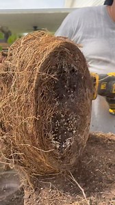 37K views · 619 reactions | Root pruning some larger Sea Hibiscus  | Wigert's Bonsai Nursery | Facebook