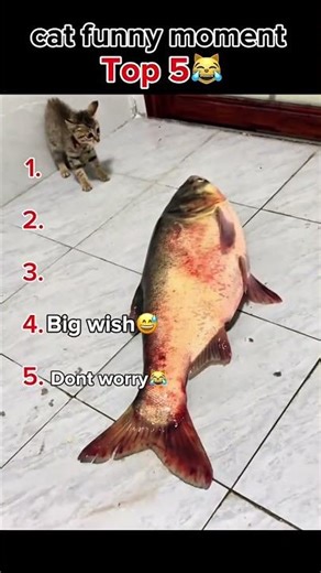 dont hate me cat lover 😹😹😹😹#shorts