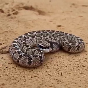 Defence position of the common egg eater (Dasypeltis scabra) | Animals Videos