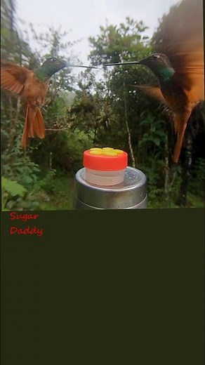 Hummingbird Sounds (wings) close up 7. High Quality. #shorts