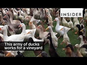 For This Vineyard, It's Duck, Duck, Booze